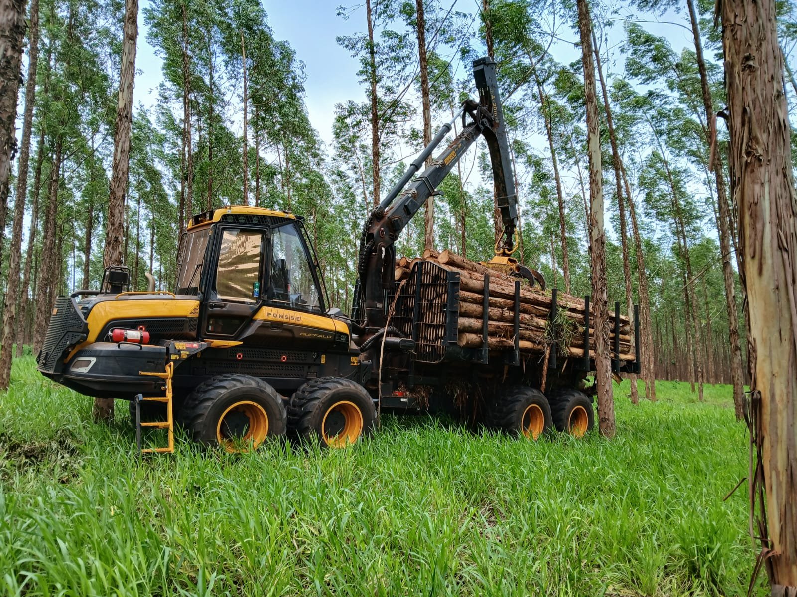 Extraccion de madera